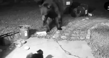 집에 들어오려는 곰과 맞서는 고양이 - 무슨 일이 일어났는지 보기