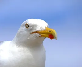 Met dit trucje voorkom je dat een meeuw je eten pikt