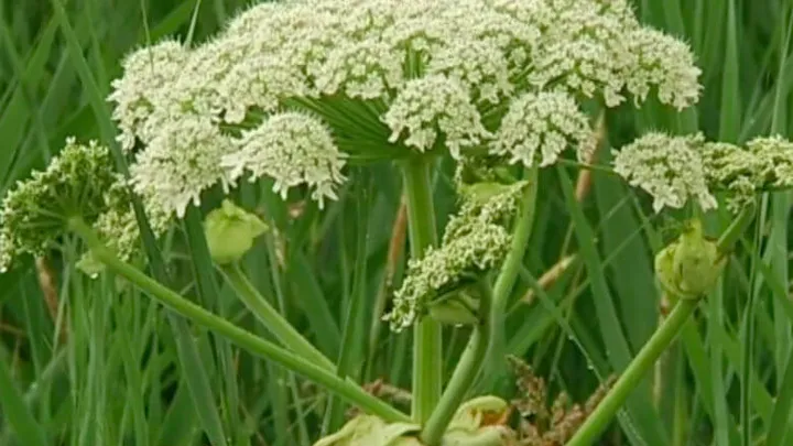 Opgepast: waarschuw buitenspelende kinderen voor deze plant