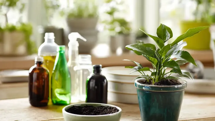 This Common Mistake Is Killing Your Houseplants — And This Simple Item Could Fix It