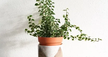 Zo krijgen je planten genoeg water als je op vakantie bent! Heel handig dit!