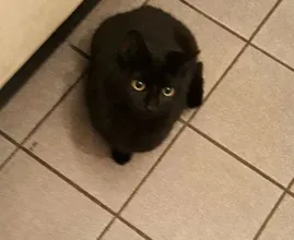 Wie kent de eigenaar van deze vastgebonden kittens?