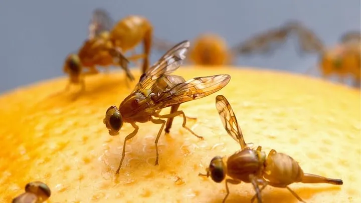 Here are 5 easy ways to catch fruit flies in your home
