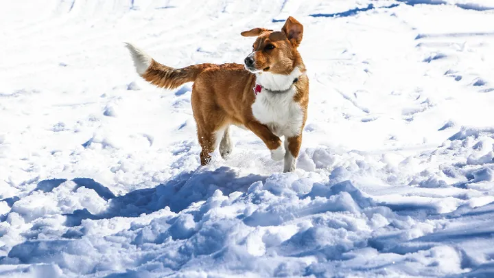 Explained: this is why your dog chases his tail