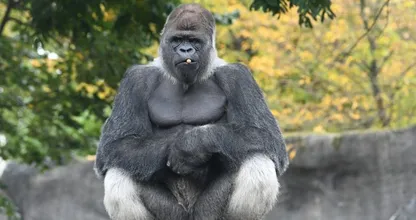 Groep apen in Blijdorp hebben moeite met dood Bokito