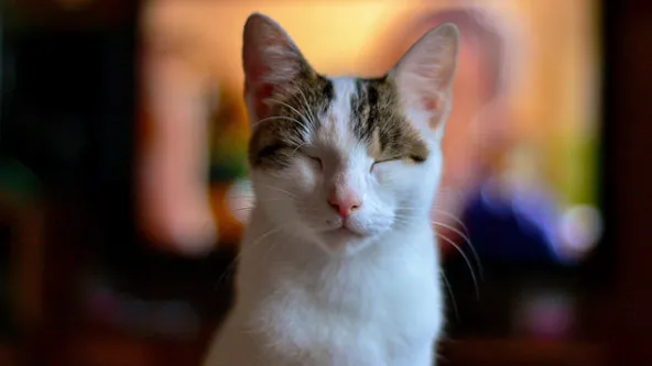 ¿Alguna vez le haces un guiño a tu gato? ¡DEBERÍAS hacer eso regularmente!