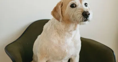 Niet voor de poes: Zara Home komt met speciale collectie voor honden