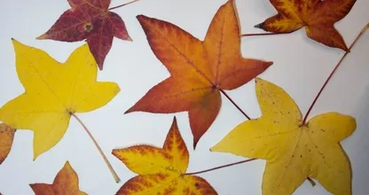 DIY: zo kun je mooie herfstbladeren het beste drogen
