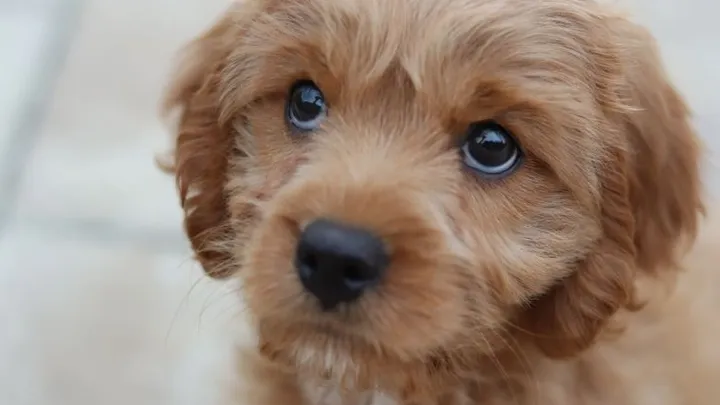 Verrassend: dit is waarom je een hond zo graag in de ogen kijkt
