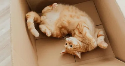 Zielig! Kat werd per ongeluk met post verstuurd