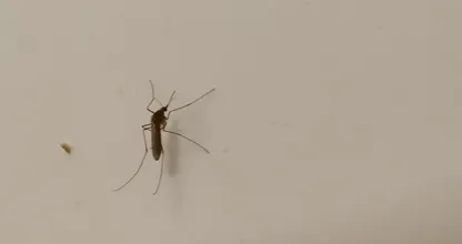Mosquitos inside your house? Get rid of them with this trick!