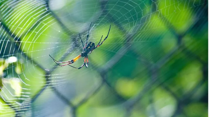 Spinnen-fobie? Zo houd je een spin buiten de deur!