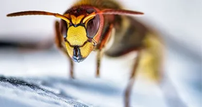 Pas op: agressieve 'monsterwesp' gespot in Nederland