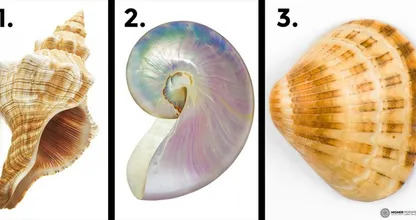 TEST: The shell you choose reveals a lot about your personality! Which one do you like best?
