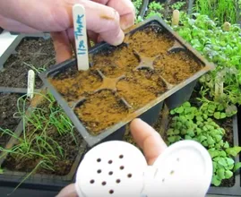 THIS is why everyone sprinkles ground cinnamon all over their gardens! Genius!