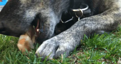 Warm weer op komst! Hitte is gevaarlijk voor je hond, maak dit voor hem en hij zal je dankbaar zijn!