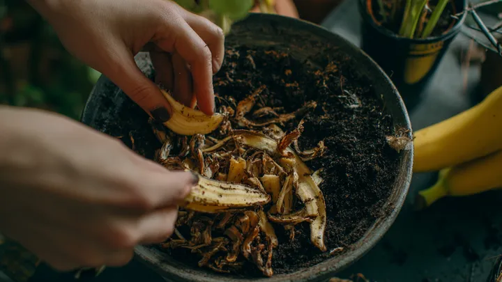 10 formas sorprendentes de utilizar la cáscara de plátano que no conocías