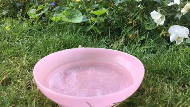 This is why you should always place a bowl of water in the garden at the moment