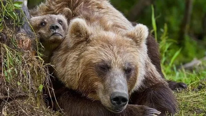 小さな赤ちゃんグマを救った男性に対し、母親のクマが取った非常に驚くべき行動