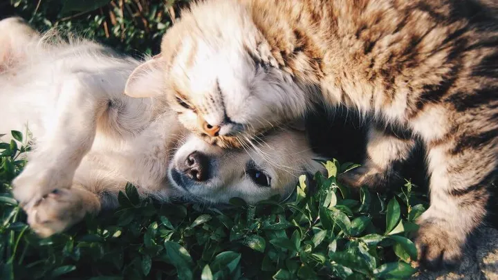 Ongelofelijk: zóveel kosten de allerduurste kat én hond ter wereld!