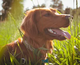 Waarom eten sommige honden toch zo graag gras?