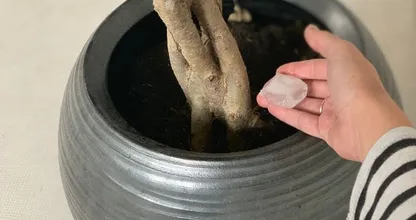 Geef voortaan ijsblokjes aan je planten vanwege deze slimme redenen