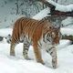 8 impresionantes historias de animales que se vengaron de los humanos