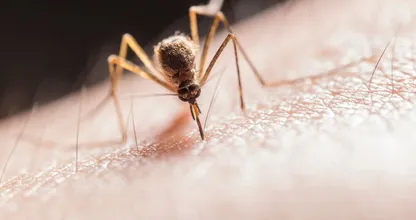 Hoe kan het dat de één wordt gestoken door muggen en de ander niet?