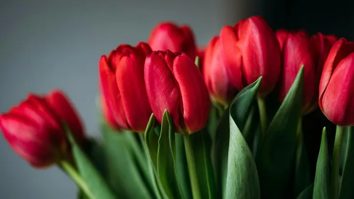 7 tips die ervoor zorgen dat jij zo lang mogelijk van je tulpen geniet