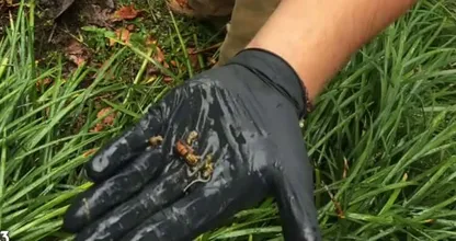 Na het onkruid wieden overleed hij! PAS OP! Jij kan de volgende zijn!