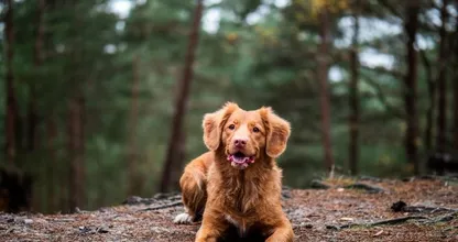 Waarschuwing: eikenprocessierups extra gevaarlijk voor honden