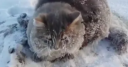 VIDEO: armes Tierchen! Festgefrorenes Kätzchen wird in letzter Sekunde befreit!