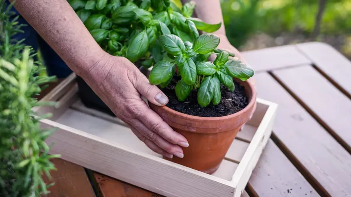 Pluk je basilicum niet zomaar leeg: hier moet je knippen voor een vollere plant