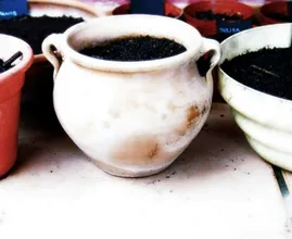 Met drie simpele producten maak je zeer voedende plantenmest voor je planten