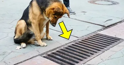 Hond kijkt elke dag in afvoerput, tot omstanders zien waar ze naar kijkt
