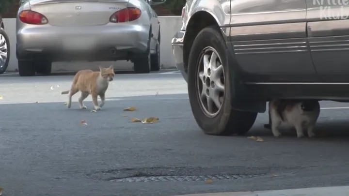 This homeless cat only accepts food from a bag and the reason is touching