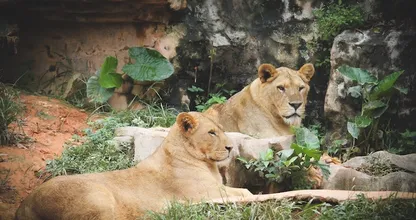 Verdrietig nieuws: dierentuin Artis moet afscheid nemen van leeuwen