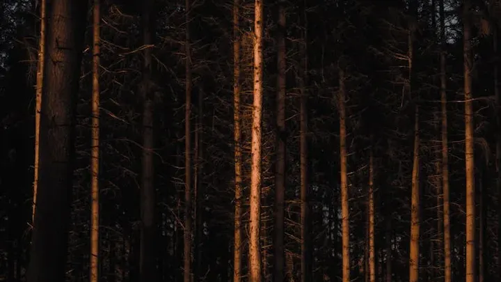 Frau folgt dem Bären in den Wald, nachdem er sich ihr an der Bushaltestelle unerwartet genähert hat