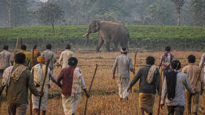 Lone Elephant Bellows In The Forest For Hours — When Villagers Discover Why, They Realize It’s Worse Than It Seems 
