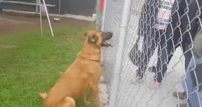 VERSCHRIKKELIJK: baasjes laten hond achter in asiel en komen dan terug, maar niet voor hun hond.. Hartverscheurend dit.