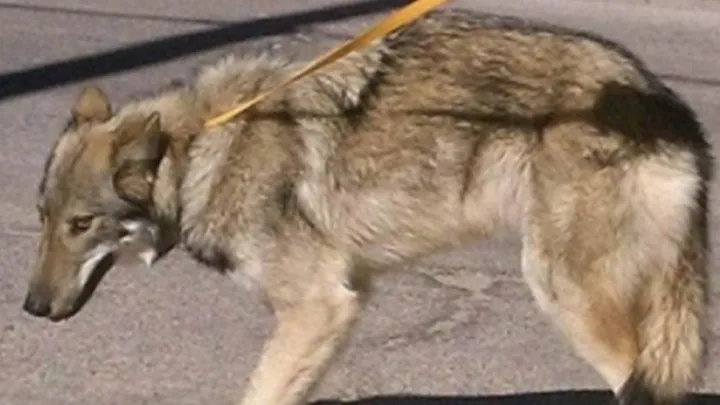 Man takes cute “puppy” home with him, which turns out to be a dangerous mistake