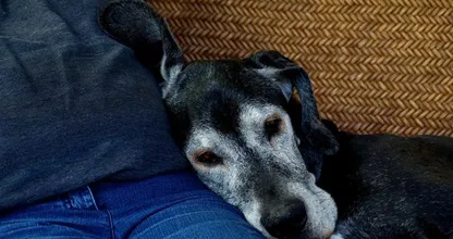 5 symptomen van dementie bij een hond of kat