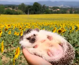 Deze schattige egel verovert harten over de hele wereld