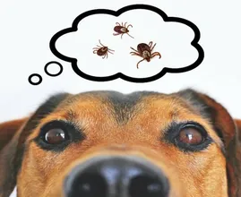 Goed om te weten! Zo voorkom je dat je hond een tekenbeet krijgt