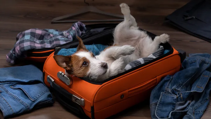 Onderzoekt wijst uit: één op de drie Nederlanders neemt hond mee op vakantie