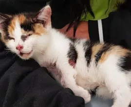 Kitten in Rotterdam aan hek vastgebonden met tiewraps