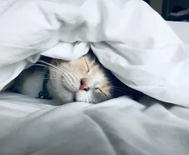 11 interessante en grappige weetjes over slaap