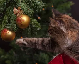 Your cat will stay out of your Christmas tree if you follow this animal friendly tip!
