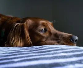 Onderzoek toont aan: hierdoor kan je hond depressief worden