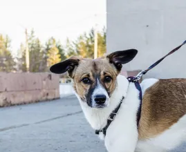 Waarschuwing: honden lopen risico op dodelijke ziekte door vossen